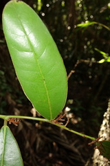 Diospyros