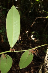 Diospyros