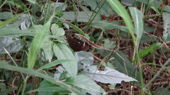 Pelopidas assamensis