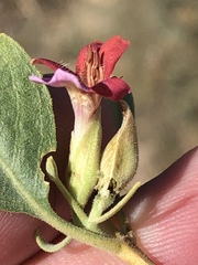 Petalidium variabile