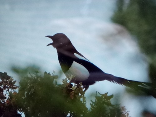 Urraca magrebí (Pica mauritanica)
