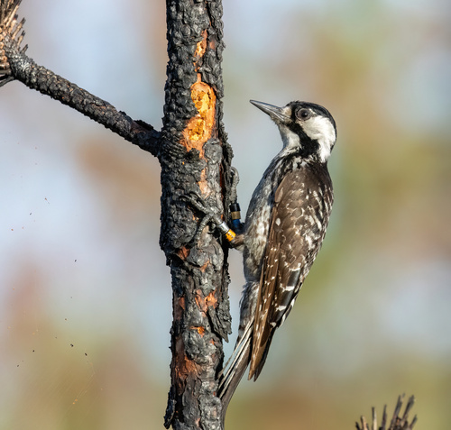 Leuconotopicus borealis (Vieillot, 1809)