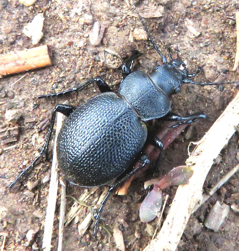 Calosoma luxatum