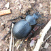 Calosoma luxatum - Photo (c) stormcatcher, some rights reserved (CC BY-NC), uploaded by stormcatcher
