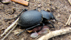 Calosoma luxatum