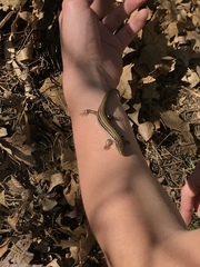 Plestiodon septentrionalis