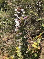 Acanthus mollis