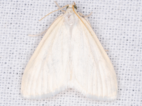 iNaturalist observation photo of Udea vacunalis