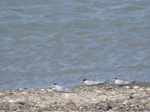 California Least Tern