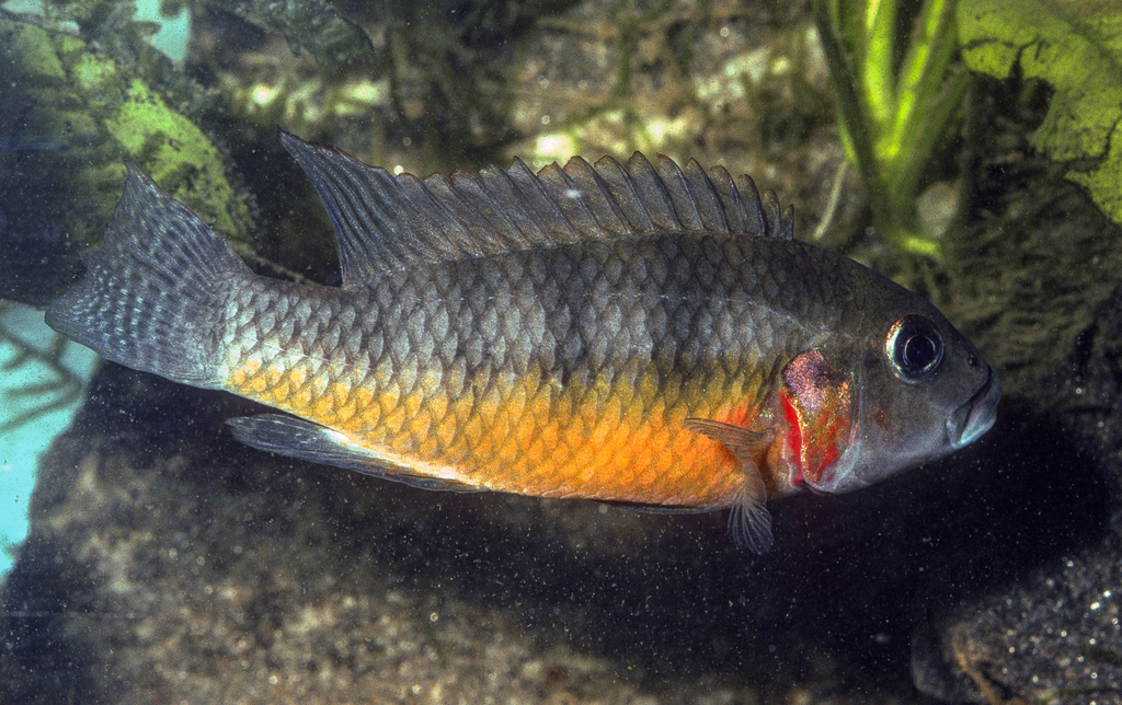 Ufermann's cichlid (Benitochromis ufermanni) — Cichlidae