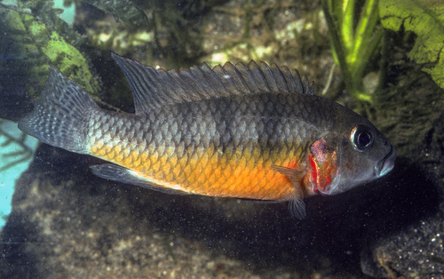 Ufermann's cichlid (Benitochromis ufermanni) — Cichlidae