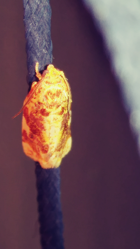Fruit-tree Leafroller Moth photo 5