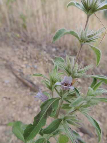 Dyschoriste trichocalyx image