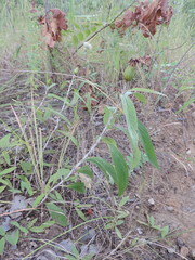 Pleiotaxis pulcherrima