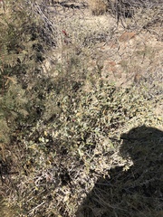 Petalidium variabile