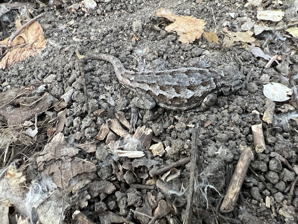 Great Basin Fence Lizard from The Ponds Loop, Boise, ID, US on July 13 ...