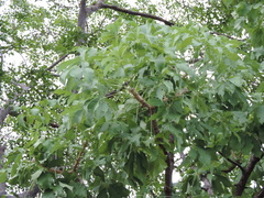 Cussonia arborea