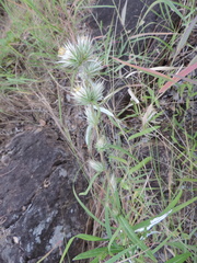 Macledium kirkii image