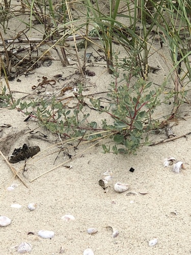 Crested saltbush (Atriplex cristata)
