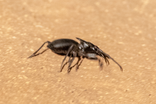 Tyrant Ground Beetle photo 5