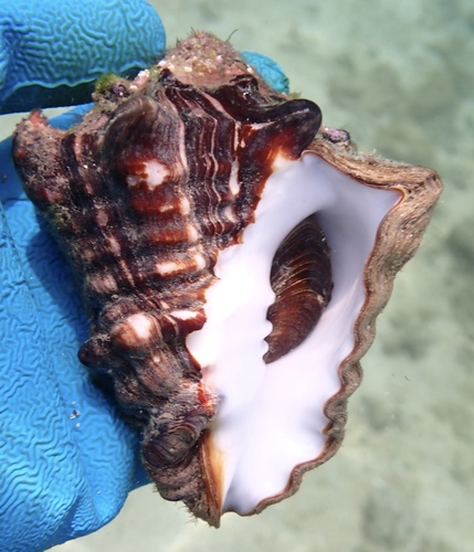 Volutella caestus