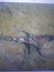 Cottus gobio