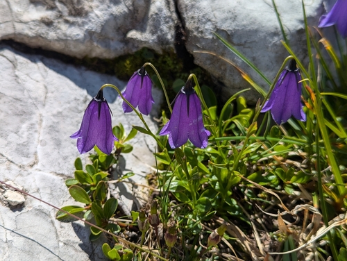 Image of Campanula pulla by (c) Elias, some rights reserved (CC BY)