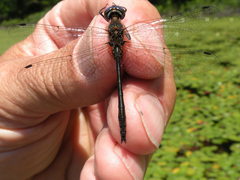 Dorocordulia lepida
