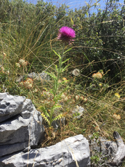 Carduus macrocephalus