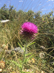 Carduus macrocephalus