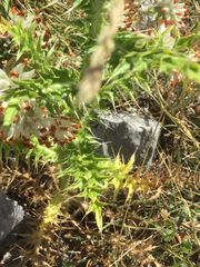 Carduus macrocephalus