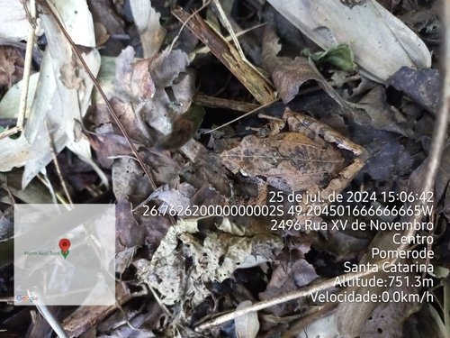 Hensel's Big-headed Frog, Ischnocnema henselii