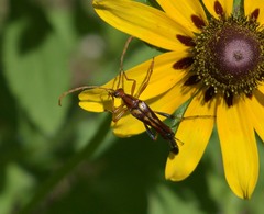 Strangalia virilis