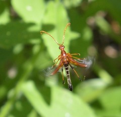 Strangalia virilis