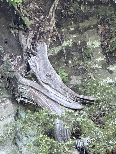 Eastern redcedar (Juniperus virginiana)