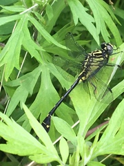 Gomphurus