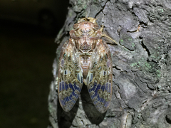 Platypleura kaempferi