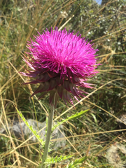 Carduus macrocephalus