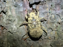 Platypleura kaempferi