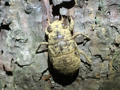 Platypleura kaempferi