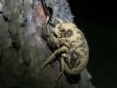 Platypleura kaempferi