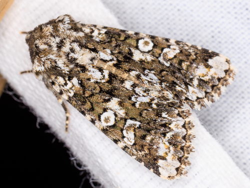 iNaturalist observation photo of Hadena variolata
