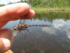 Somatochlora cingulata