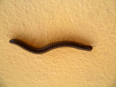 Pachyiulus asiaeminoris