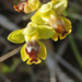 Lesser Yellow Bee Orchid - Photo (c) lorenzodotti, some rights reserved (CC BY-NC), uploaded by lorenzodotti