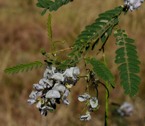 Sesbania brachycarpa iNat (1)