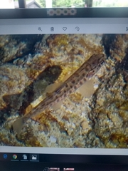 Salmo trutta fario