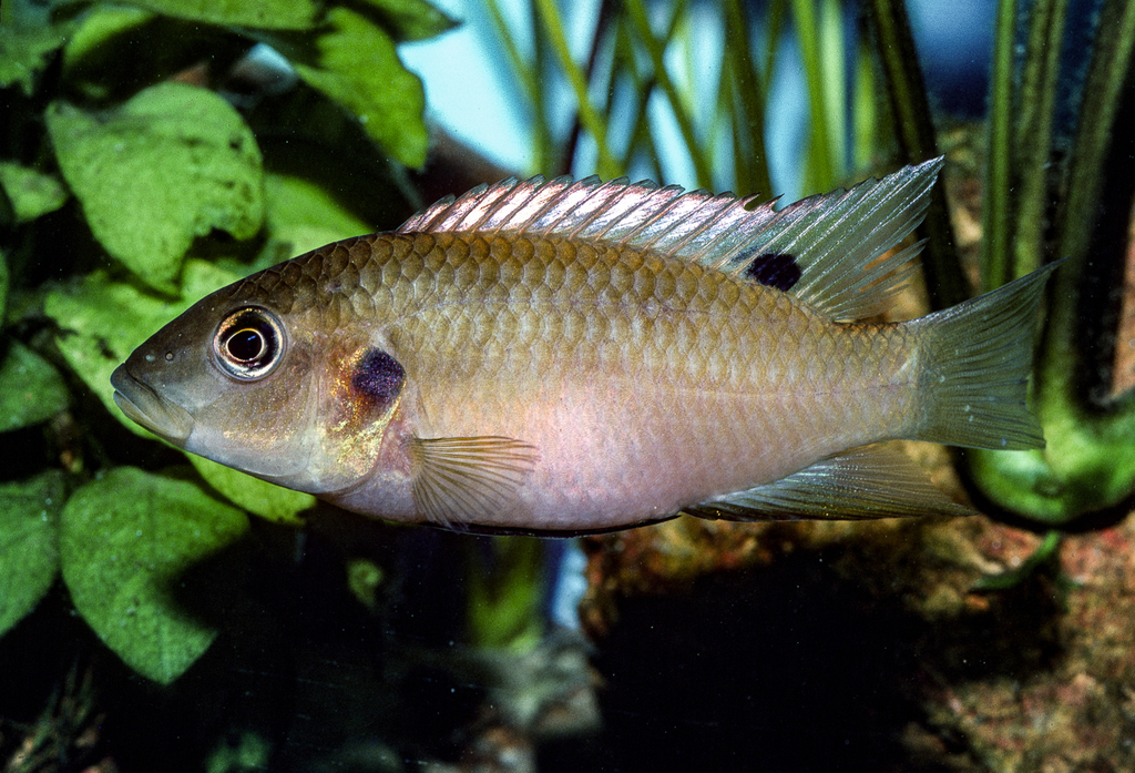 Benitochromis riomuniensis — Cichlidae