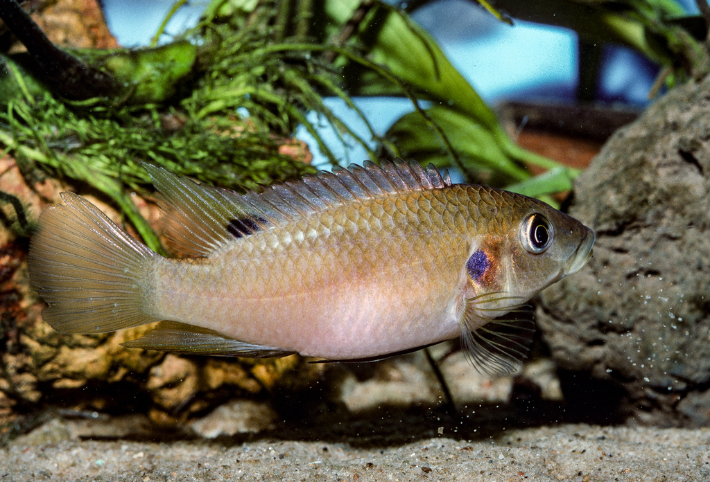 Benitochromis riomuniensis — Cichlidae