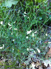Astragalus convallarius